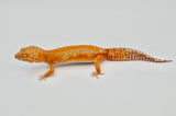 Red Diamond line Tangerine Tremper Leopard Gecko (PET ONLY)