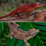 Red Striped Gargoyle Gecko (KOTEX Sibling)