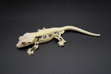Extreme Harlequin Pinstripe Lilly White Crested Gecko (Holdback Release)