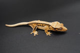 Extreme Harlequin Whitewall Pinstripe Crested Gecko