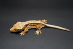 Extreme Harlequin Whitewall Pinstripe Crested Gecko