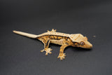 Extreme Harlequin Whitewall Pinstripe Crested Gecko