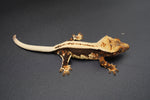 Whitewall Superstripe Crested Gecko