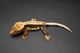 Whitewall Superstripe Crested Gecko