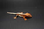 Tricolor Lilly White Crested Gecko