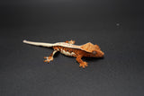 Tricolor Lilly White Crested Gecko