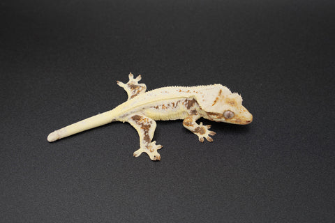 High Expression Pinstripe Lilly White Crested Gecko