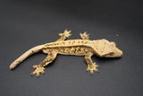 Whiteout Extreme Harlequin Pinstripe Crested Gecko
