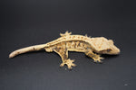 Whiteout Extreme Harlequin Pinstripe Crested Gecko