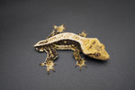 Dark and White Pinstripe Crested Gecko (Emily Burke lines)