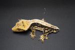 Dark and White Pinstripe Crested Gecko (Emily Burke lines)