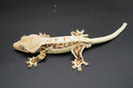 Red Extreme Harlequin Pinstripe Lilly White Crested Geckos (Holdback Release)