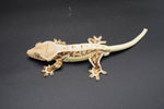 Red Extreme Harlequin Pinstripe Lilly White Crested Geckos (Holdback Release)