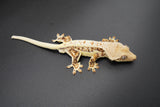 Red Extreme Harlequin Pinstripe Lilly White Crested Geckos (Holdback Release)