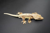 Red Extreme Harlequin Pinstripe Lilly White Crested Geckos (Holdback Release)