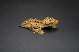 Yellow Super Dalmatian Crested Gecko (INK Spots)