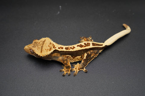 Whitewall Pinstripe Crested Gecko