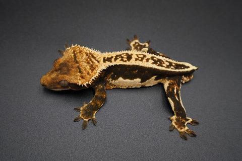 Dark Whitewall Pinstripe Crested Gecko