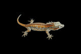 Orange Striped Gargoyle Gecko