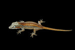 Orange Striped Gargoyle Gecko