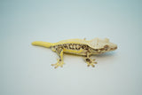 High Expression Lilly White Pinstripe Crested Gecko