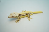 High Expression Lilly White Pinstripe Crested Gecko