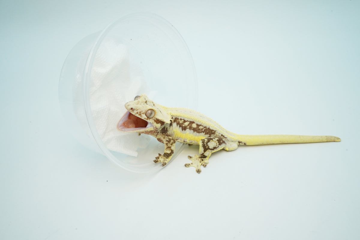 Lavender Lilly White Pinstripe Crested Gecko – TikisGeckos