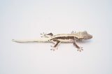 Axanthic Lilly White Crested Gecko