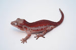 Red Striped Gargoyle Gecko (Pennywise offspring)