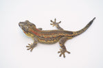 Orange Striped Adult Male Gargoyle Gecko