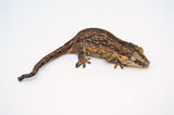 Aberrant Striped Adult Female Gargoyle Gecko