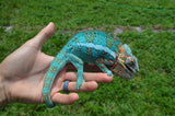 Panther Chameleon