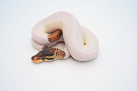 (Possible Leopard) HRA Pied Ball Python