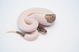 RA Pastel Pied Ball Python