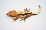Whitewall Pinstripe Crested Gecko