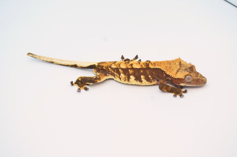 Red Harlequin w/ White Spot Crested Gecko