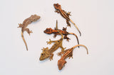 Wholesale Baby Crested Geckos