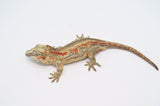 Upper Lateral Orange Striped Gargoyle Gecko