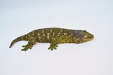Adult Female Giant Gecko