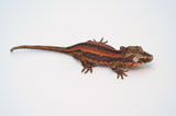 Red SuperStripe Gargoyle Gecko