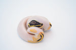 Pastel Yellowbelly Pied Ball Python