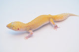 Raptor Leopard Gecko