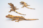 Wholesale Baby Crested Geckos