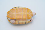 Caramel Pink Red Eared Slider (66%pos het Snow)