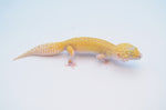 Raptor Leopard Gecko