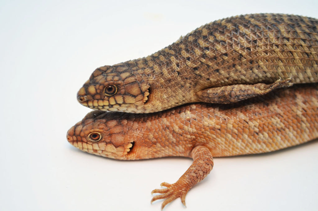 Golden Gidgee Skinks for sale TikisGeckos