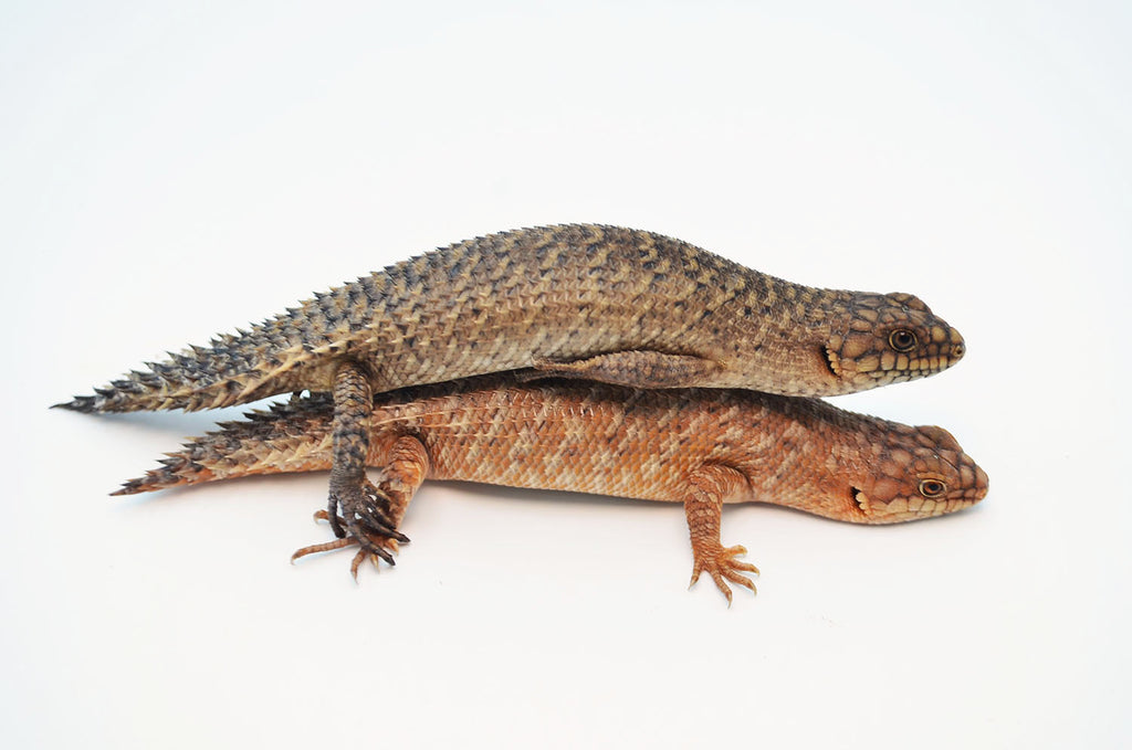 Golden Gidgee Skinks for sale TikisGeckos