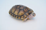 Hybino Red Eared Slider (66%pos het Albino)
