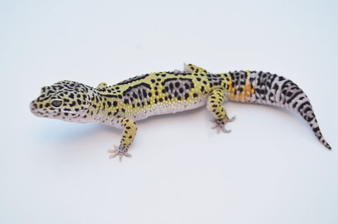 Bold Mack Snow Pos Het Raptor Leopard Gecko