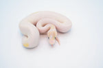 Ivory Pied Ball Python